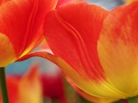 Macro Of Colorful Tulip 3, Netherlands Fine Art Print