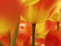 Macro Of Colorful Tulip 4, Netherlands Fine Art Print