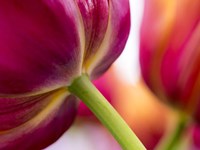 Tulip Close-Ups 2, Lisse, Netherlands Fine Art Print