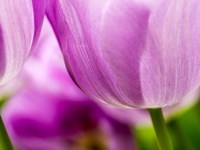 Tulip Close-Ups 3, Lisse, Netherlands Fine Art Print