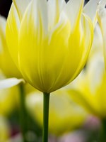 Tulip Close-Ups 5, Lisse, Netherlands Fine Art Print