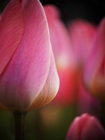 Colorful Tulip 1, Netherlands Fine Art Print