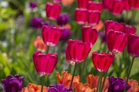 Bright Spring Tulips 1 Fine Art Print