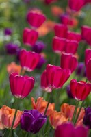 Bright Spring Tulips 2 Fine Art Print