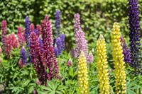 Colorful Lupines Fine Art Print