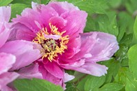 Pink Mountain Peony Fine Art Print