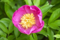 Peony Janice Fine Art Print