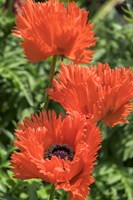 Orange Oriental Poppies Fine Art Print