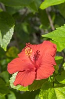 Hibiscus, New Smyrna Beach, Florida Fine Art Print