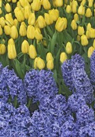 Hyacinth And Yellow Tulips In Garden, Las Vegas Fine Art Print