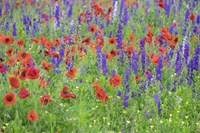 Poppy Field, Mount Olive, North Carolina Fine Art Print
