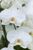 White Orchid Blooms Fine Art Print