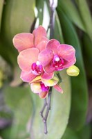 Orchid, USA Fine Art Print