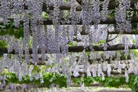 Spring Blossoms, Capri, Campania, Italy Fine Art Print