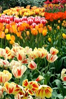 Keukenhof Gardens, Lisse, Netherlands Fine Art Print