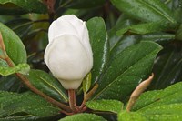 Saucer Magnolia Fine Art Print