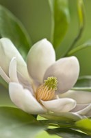 Magnolia Tree Flower Blossom Fine Art Print