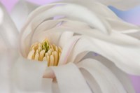Detail of star magnolia flower Fine Art Print