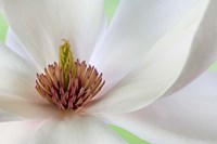 Detail of Magnolia Flower Fine Art Print