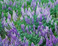 Lupine Meadow and Oregon white oaks, Columbia River Gorge National Scenic Area, Oregon Fine Art Print