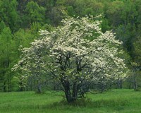 Flowering Dogwood, Blue Ridge Parkway, Virginia Fine Art Print