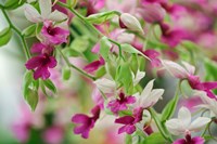 Orchid Fine Art Print