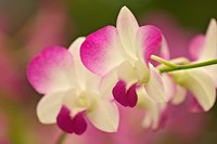 Orchids, Selby Gardens, Sarasota, Florida Fine Art Print