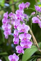 Orchid Fine Art Print