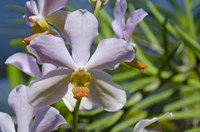 Jenny's Orchid Garden 1, Darwin, Australia Fine Art Print