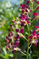 Jenny's Orchid Garden 2, Darwin, Australia Fine Art Print