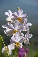 Jenny's Orchid Garden 3, Darwin, Australia Fine Art Print