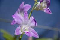 Orchids With Water Droplets, Darwin, Australia Fine Art Print