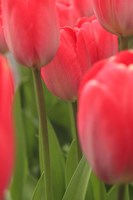 Tulips In A Garden 1, Victoria, Canada Fine Art Print