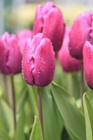 Tulips In A Garden 2, Victoria, Canada Fine Art Print