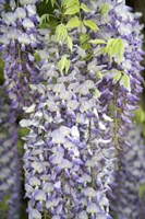 Wisteria In Mirabell Garden 1, Salzburg, Austria Fine Art Print