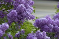 Lilacs In Bloom, Salzburg, Austria Fine Art Print