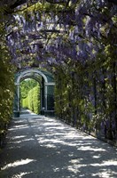 Wisteria Arbor In Garden, Austria, Vienna, Schonbrunn Palace Fine Art Print