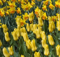 Yellow Tulips Fine Art Print