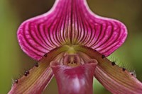 Ladyslipper Orchid, Orchidaceae Spp Fine Art Print