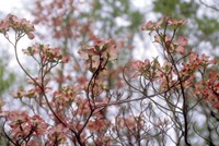 Pink Dogwood Fine Art Print