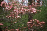 Pink Dogwood Blooms Fine Art Print