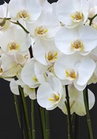 White Orchid Blooms 1 Fine Art Print