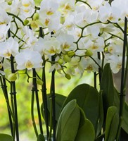 White Orchid Blooms 2 Fine Art Print