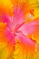 Pink And Yellow Hibiscus Flower,  San Francisco, CA Fine Art Print