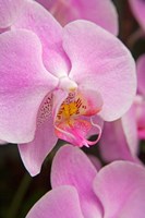 A Pink Orchid In The Phalaenopsis Family, San Francisco Fine Art Print