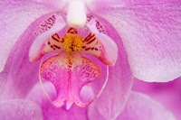 A Pink Orchid, San Francisco Conservatory Of Flowers Fine Art Print