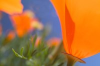 Poppies Spring Bloom 1. Lancaster, CA Fine Art Print