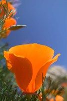 Poppies Spring Bloom 2. Lancaster, CA Fine Art Print