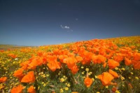 Poppies Spring Bloom 3. Lancaster, CA Fine Art Print