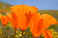 Poppies Spring Bloom 4. Lancaster, CA Fine Art Print